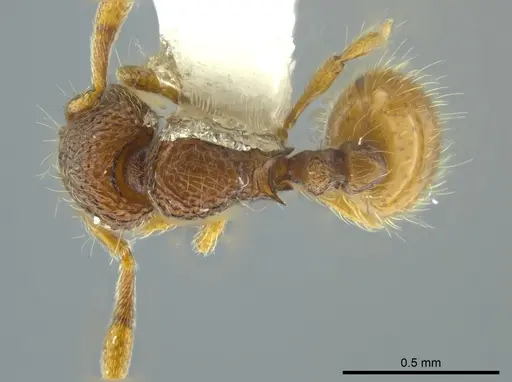 Adelomyrmex marginodus specimen