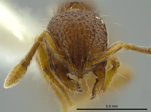 Adelomyrmex marginodus specimen