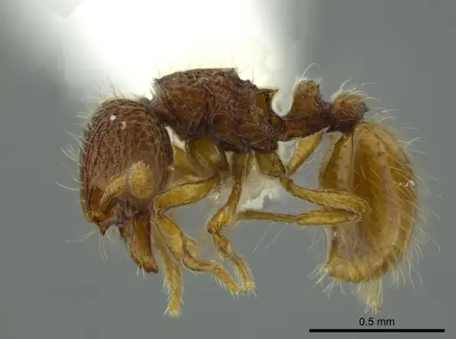 Adelomyrmex marginodus specimen