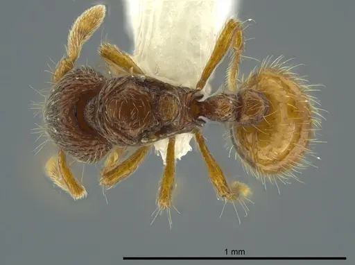 Adelomyrmex marginodus - CASENT0628696