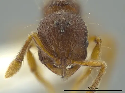 Adelomyrmex marginodus - CASENT0628696