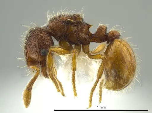 Adelomyrmex marginodus - CASENT0628696
