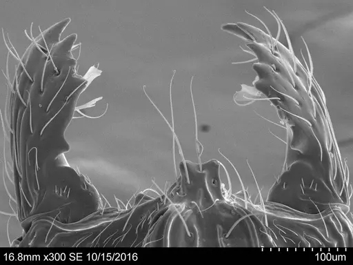 Adelomyrmex marginodus - CASENT0631963