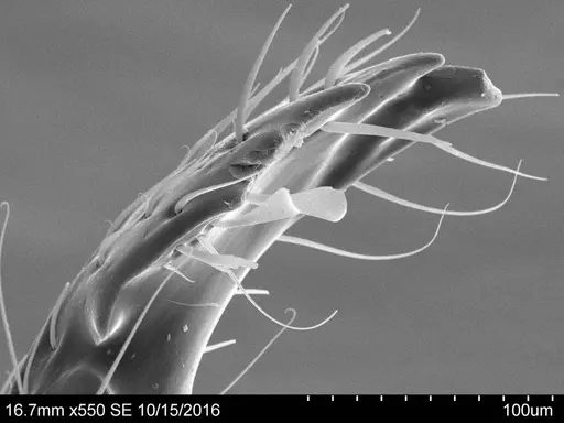 Adelomyrmex marginodus - CASENT0631963