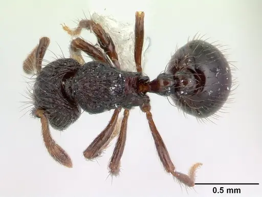 Adelomyrmex metzabok specimen