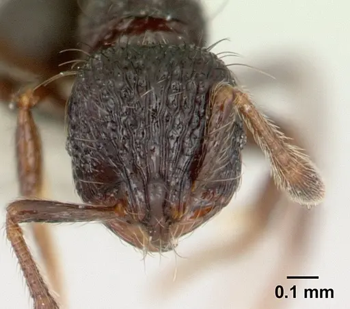 Adelomyrmex metzabok specimen