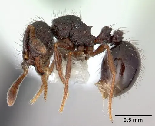 Adelomyrmex metzabok specimen
