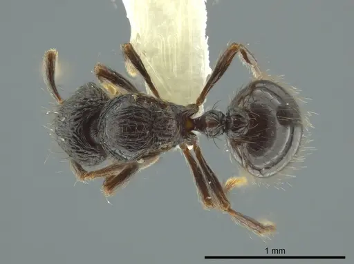 Adelomyrmex metzabok - CASENT0624255