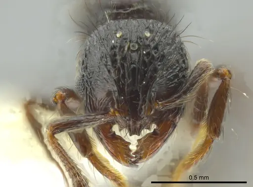 Adelomyrmex metzabok - CASENT0624255