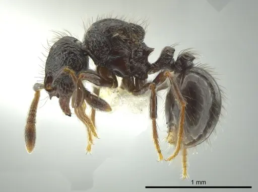 Adelomyrmex metzabok - CASENT0624255