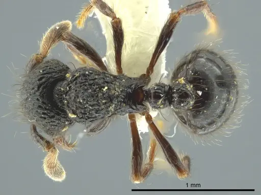 Adelomyrmex metzabok - CASENT0627820