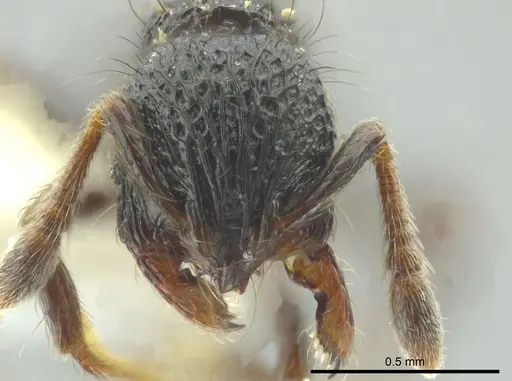 Adelomyrmex metzabok - CASENT0627820