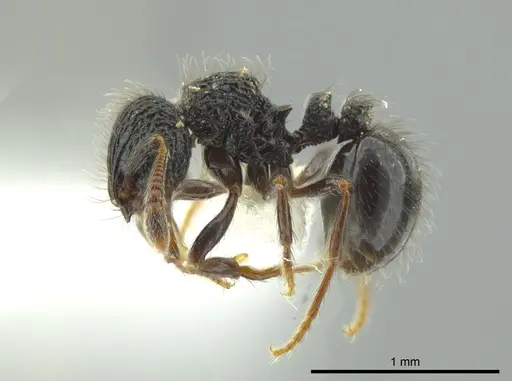 Adelomyrmex metzabok - CASENT0627820