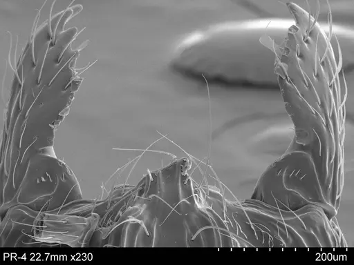 Adelomyrmex metzabok - CASENT0631959