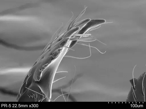 Adelomyrmex metzabok - CASENT0631959