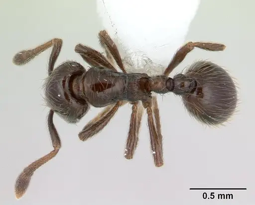 Adelomyrmex micans specimen