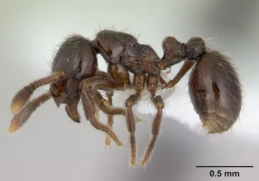 Adelomyrmex micans specimen