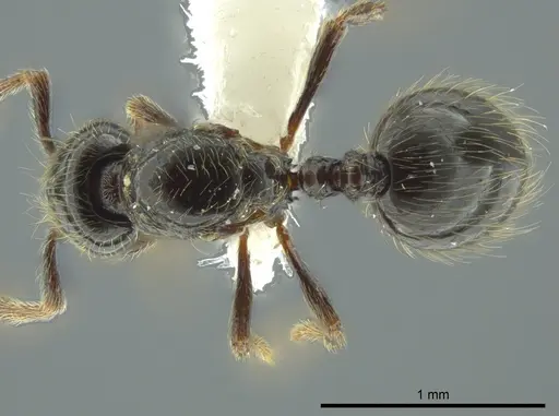 Adelomyrmex micans - CASENT0611155