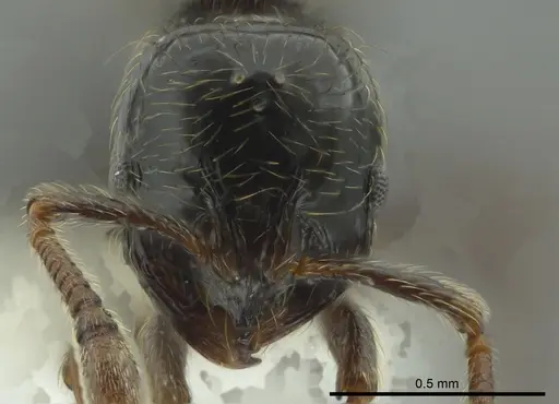 Adelomyrmex micans - CASENT0611155