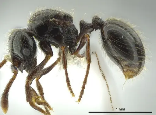 Adelomyrmex micans - CASENT0611155