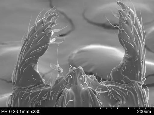 Adelomyrmex micans - CASENT0631966