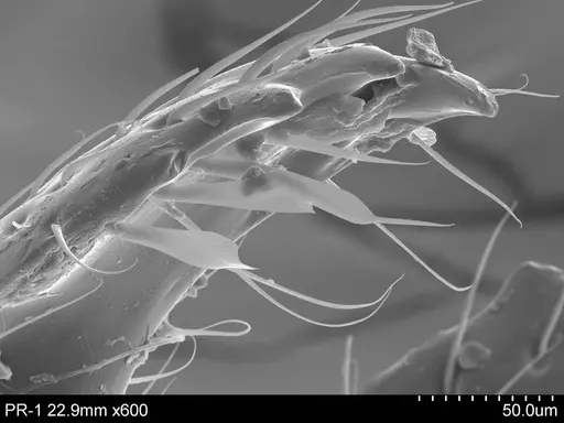 Adelomyrmex micans - CASENT0631966