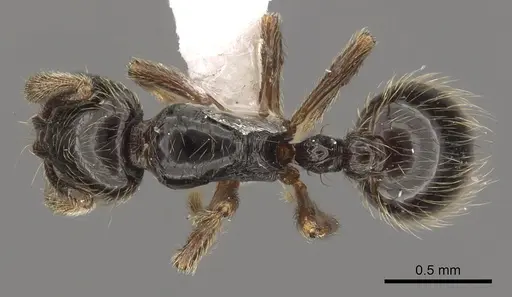 Adelomyrmex micans - LACMENT144595