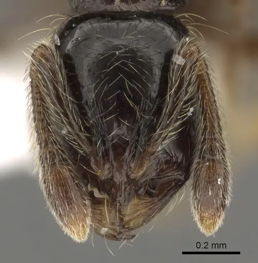 Adelomyrmex micans - LACMENT144595