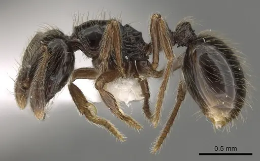 Adelomyrmex micans - LACMENT144595