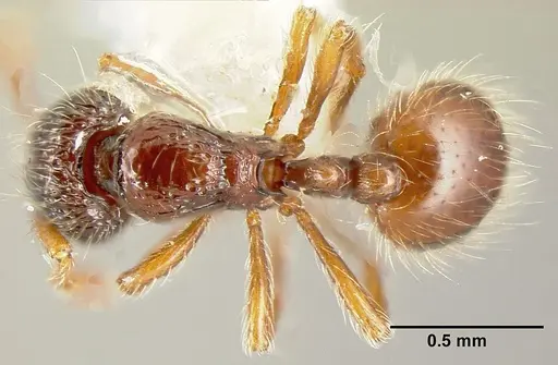 Adelomyrmex microps specimen