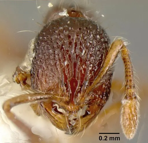 Adelomyrmex microps specimen