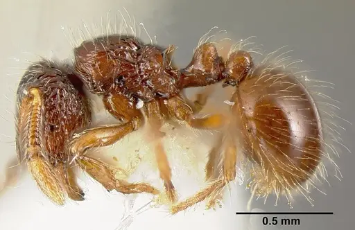 Adelomyrmex microps specimen