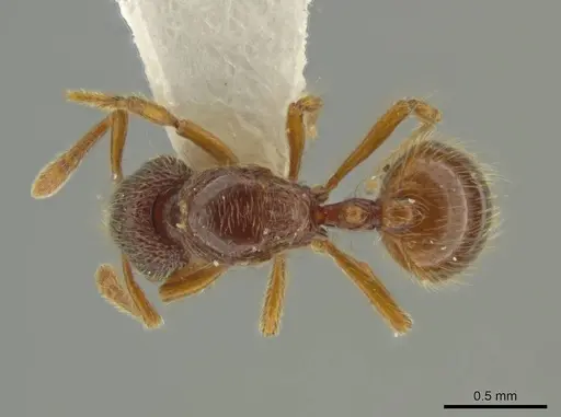 Adelomyrmex microps - INBIOCRI002720020