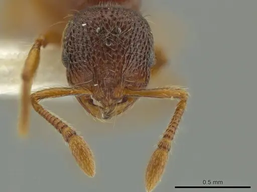 Adelomyrmex microps - INBIOCRI002720020