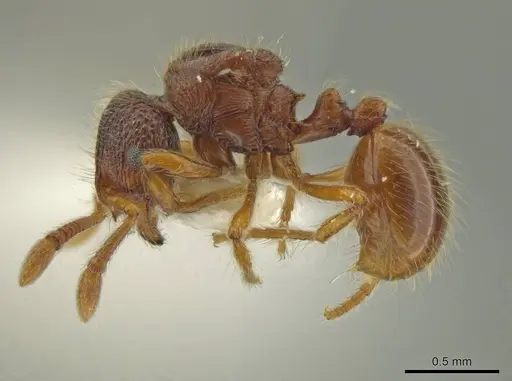 Adelomyrmex microps - INBIOCRI002720020