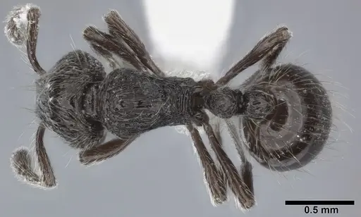 Adelomyrmex myops specimen