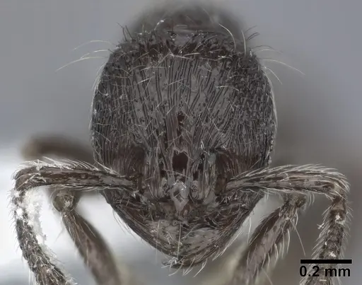 Adelomyrmex myops specimen