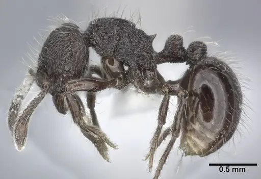 Adelomyrmex myops specimen