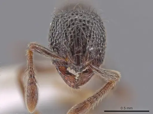 Adelomyrmex myops - CASENT0614222