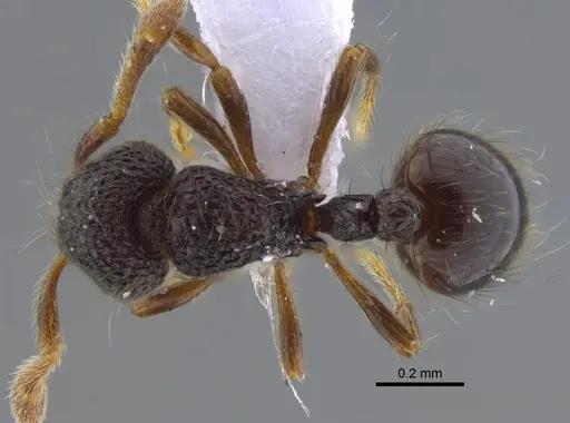 Adelomyrmex myops - CBUMAGENT41719