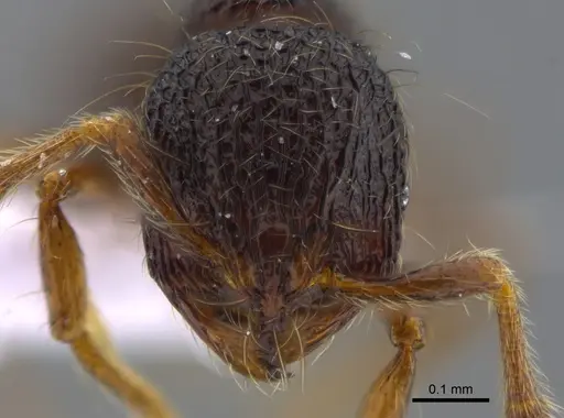 Adelomyrmex myops - CBUMAGENT41719