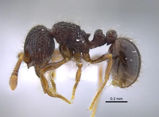 Adelomyrmex myops - CBUMAGENT41719