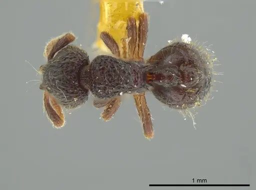 Adelomyrmex myops - USNMENT00531590