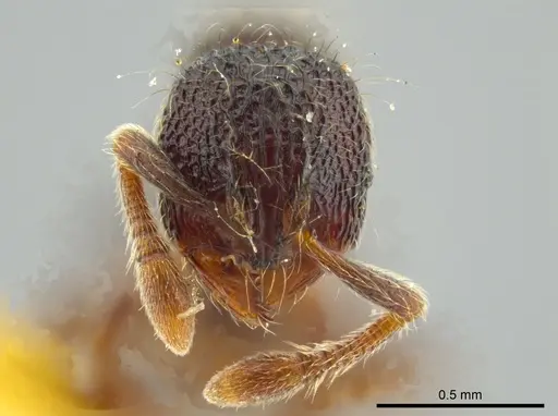 Adelomyrmex myops - USNMENT00531590