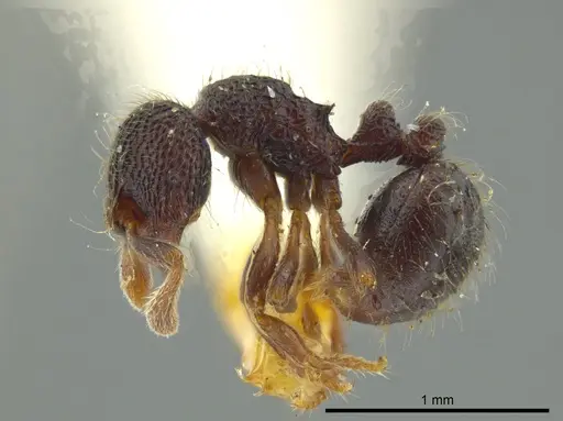 Adelomyrmex myops - USNMENT00531590