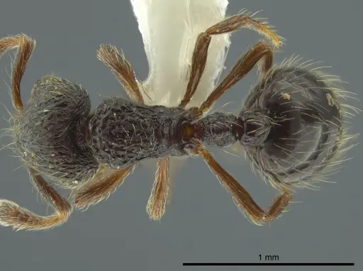 Adelomyrmex nortenyo specimen