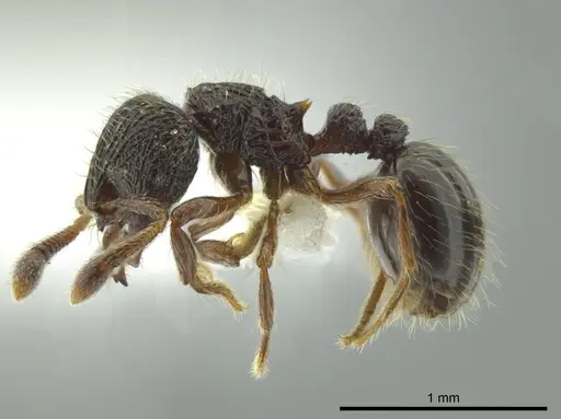 Adelomyrmex nortenyo specimen