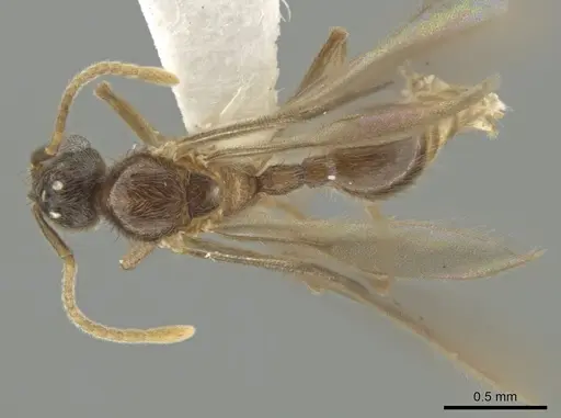 Adelomyrmex paratristani specimen