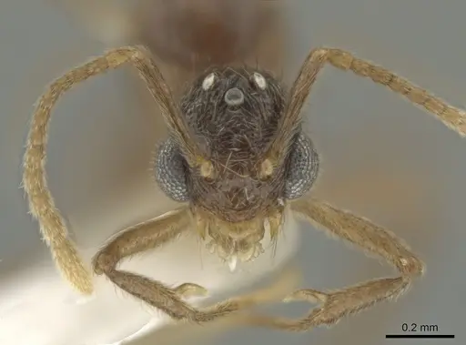 Adelomyrmex paratristani specimen