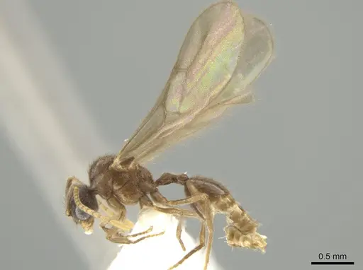 Adelomyrmex paratristani specimen